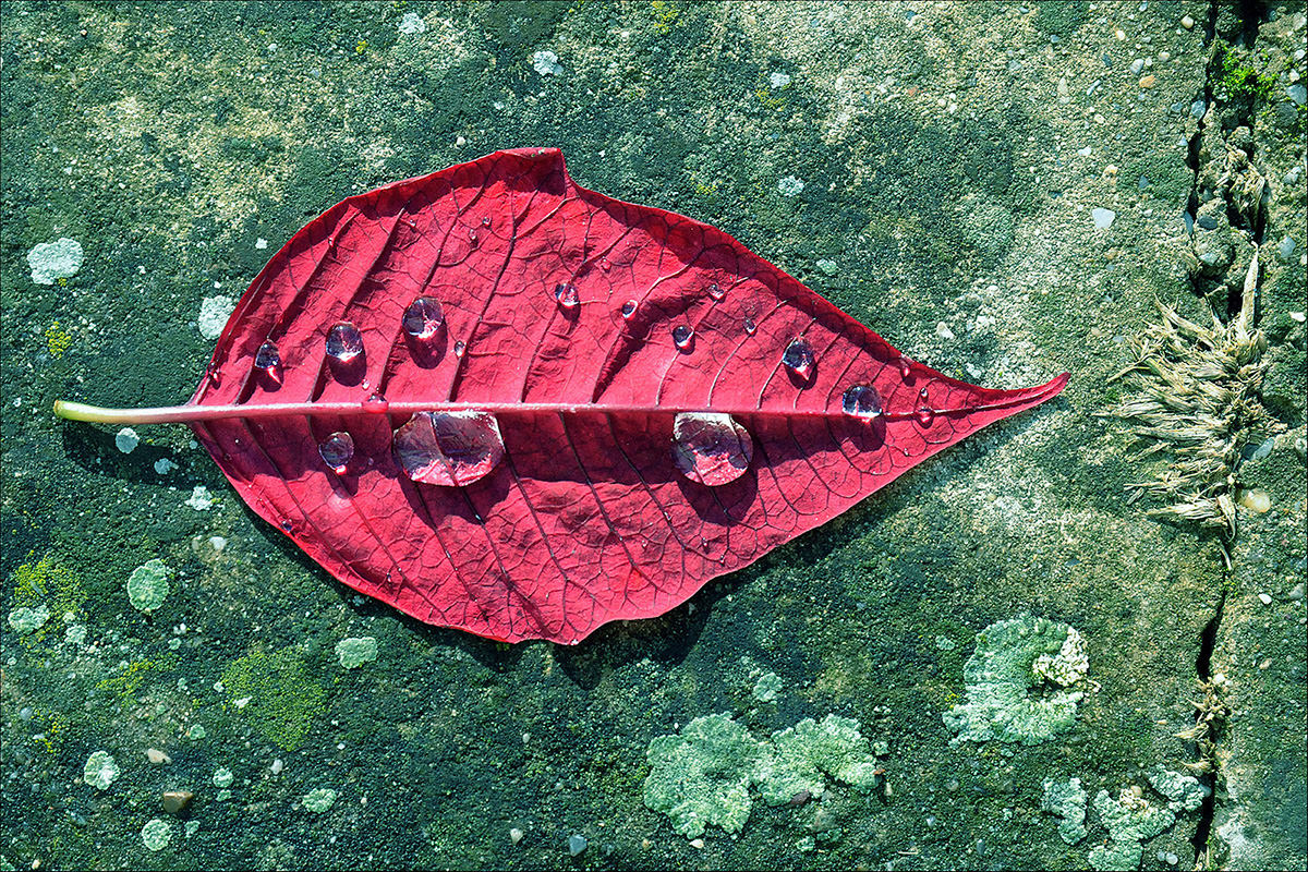 Rot gefärbtes Blatt mit Regentropfen auf dem Boden liegen